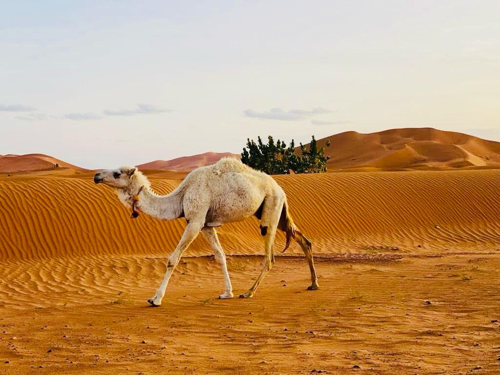 3 days tour from Marrakech to Merzouga erg chebbi